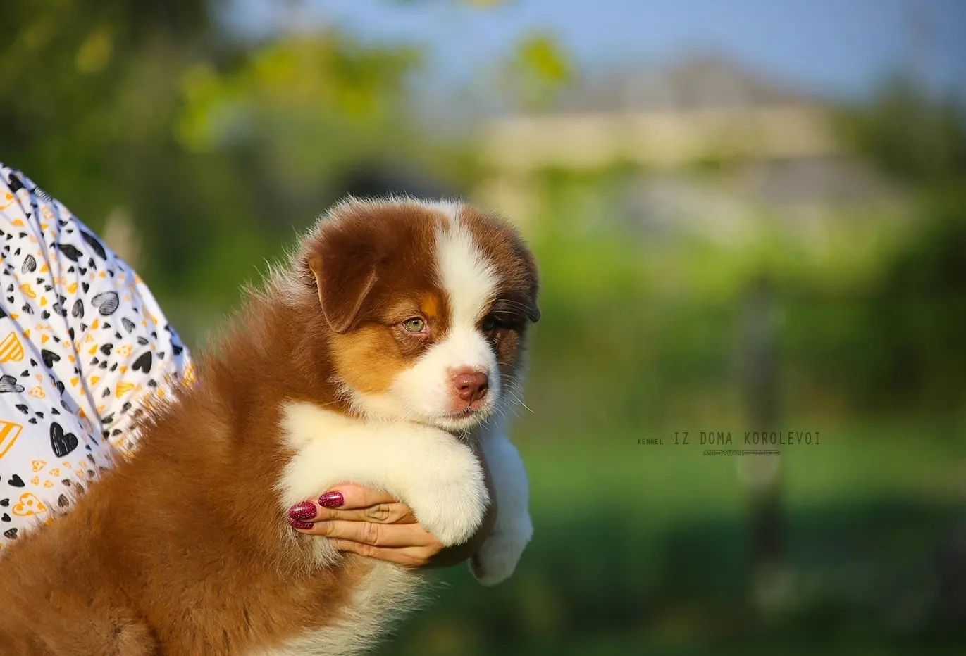 iz_doma_korolevoi_kennel в LOOKY — фото 7