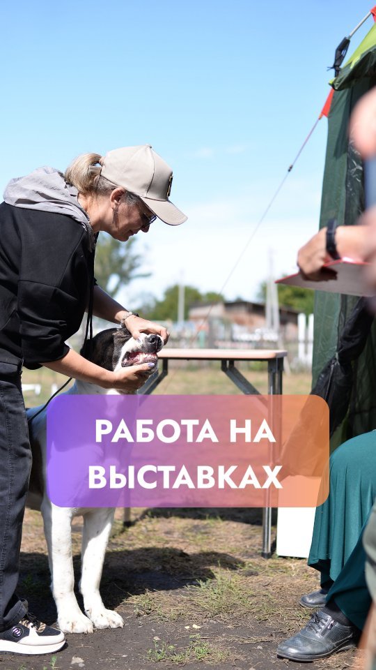 kinolog_zoopsikholog в LOOKY. . Работа хендлера на в...