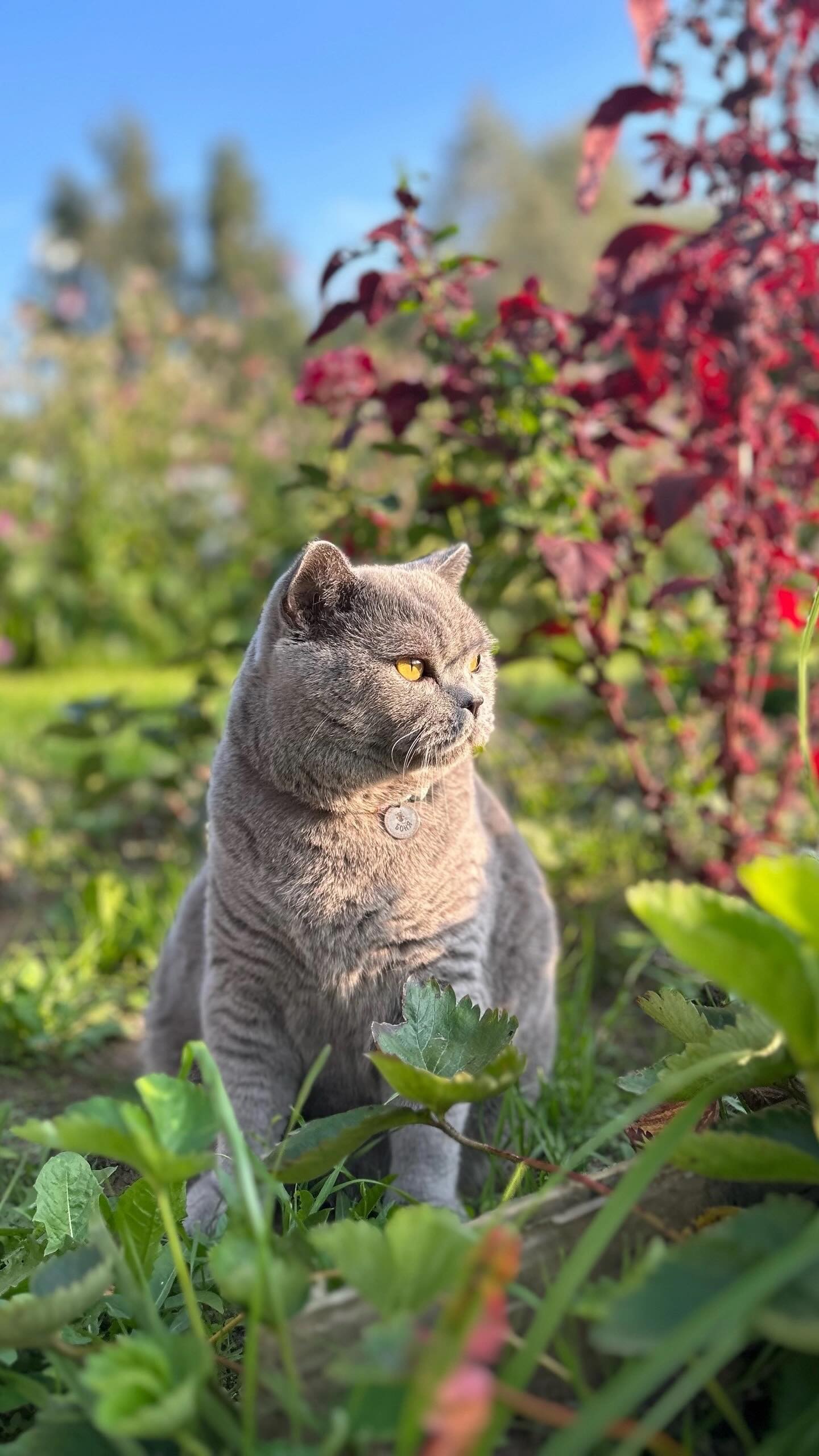 cat.bonifaciy_24 в LOOKY. . Хвостики, всех приве...
