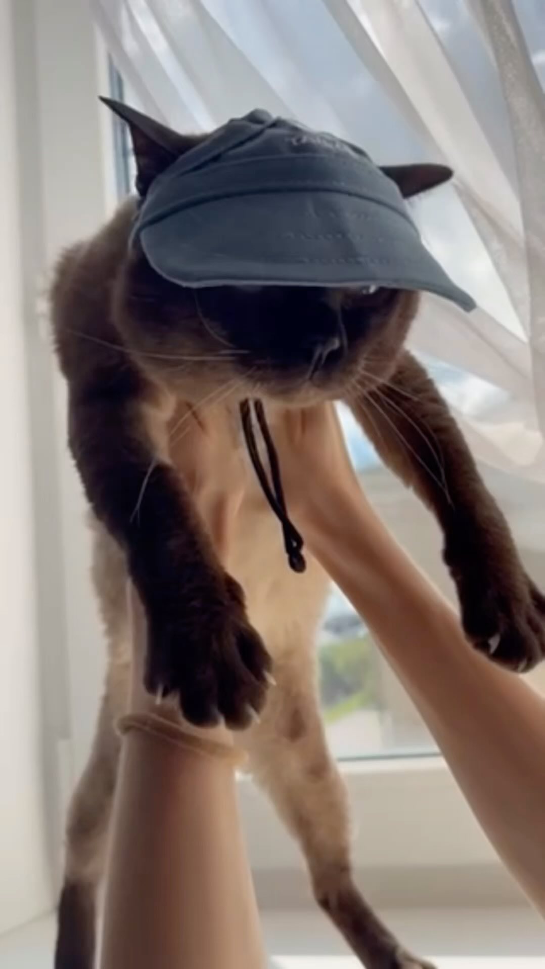 toybob_cat в LOOKY. . null