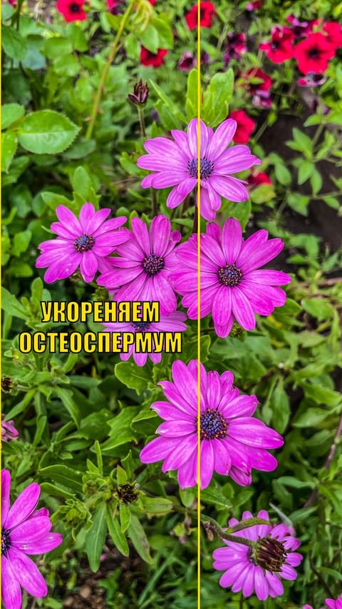 dacha_udachya в LOOKY. #сад,#дача,#огород,#участок,#садоводстводлявсех,#учимсясажатьвместе,#удачнаядача,#огородуфа,#дачауфа,#участокуфа,#остик,#остеоспермум,#черенки,#черенкуемрастения,#черенкуемоднолетники,#осеннеечеренкование,#черенкуем,#черенкуемсами,#черенкисвоимируками. ЧЕРЕНКУЕМ ОСТЕОСПЕРМ...