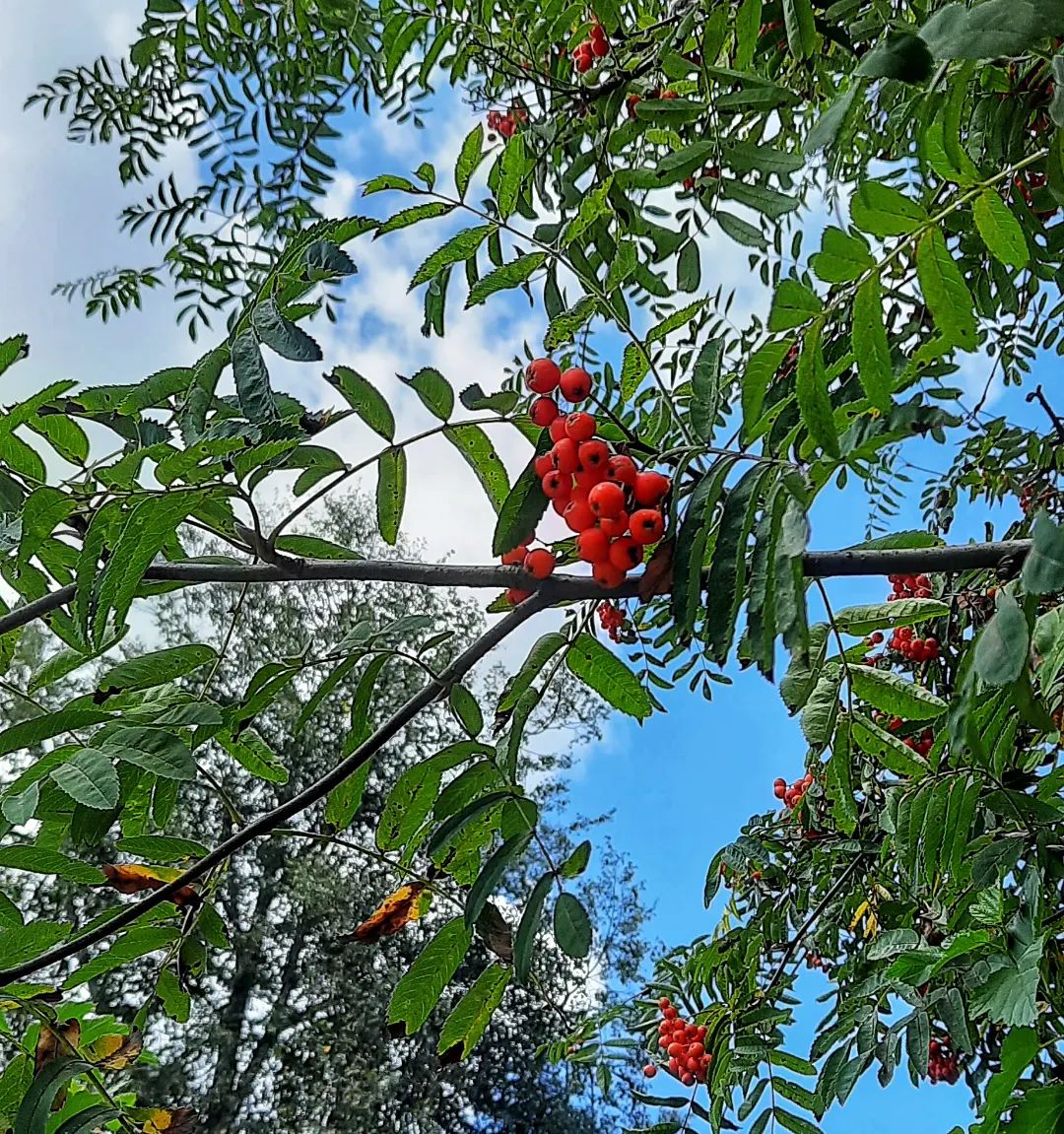 margarita.nefilim in LOOKY. #sky,#skylover,#plants,#rowan,#theworldofmyeyes_Ri,#carpediem,#небо,#люблюнебо,#эстетикаебеней,#растения,#рябина,#мирмоимиглазами_Ри,#ловимомент,#秋#空,#アシュベリー. Несмотря на обещанну...