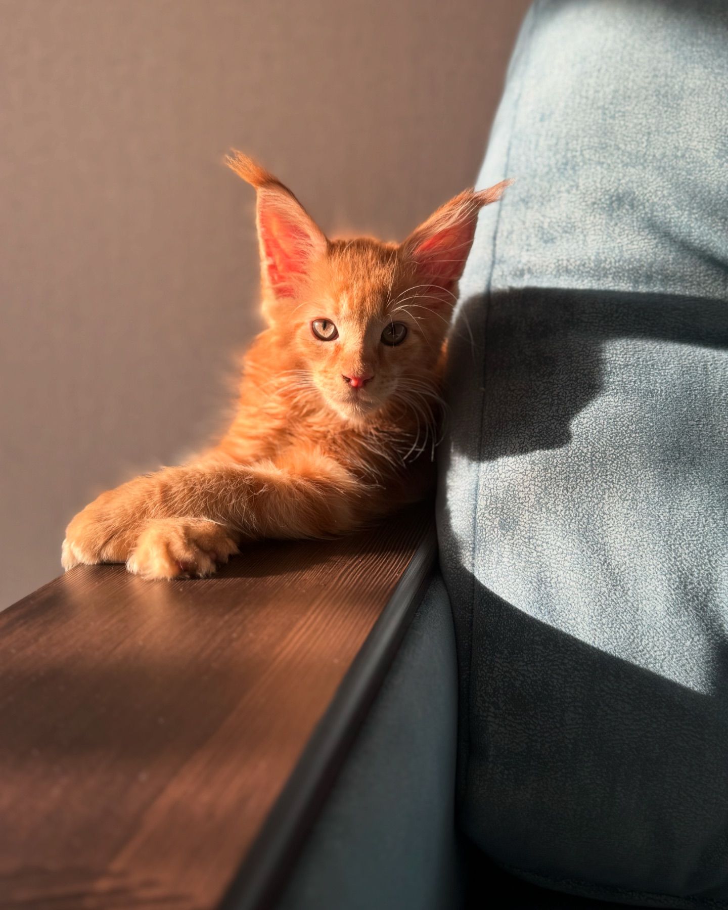 sandrinia8 в LOOKY. . Наш МАКС🥰#нашкотейк...