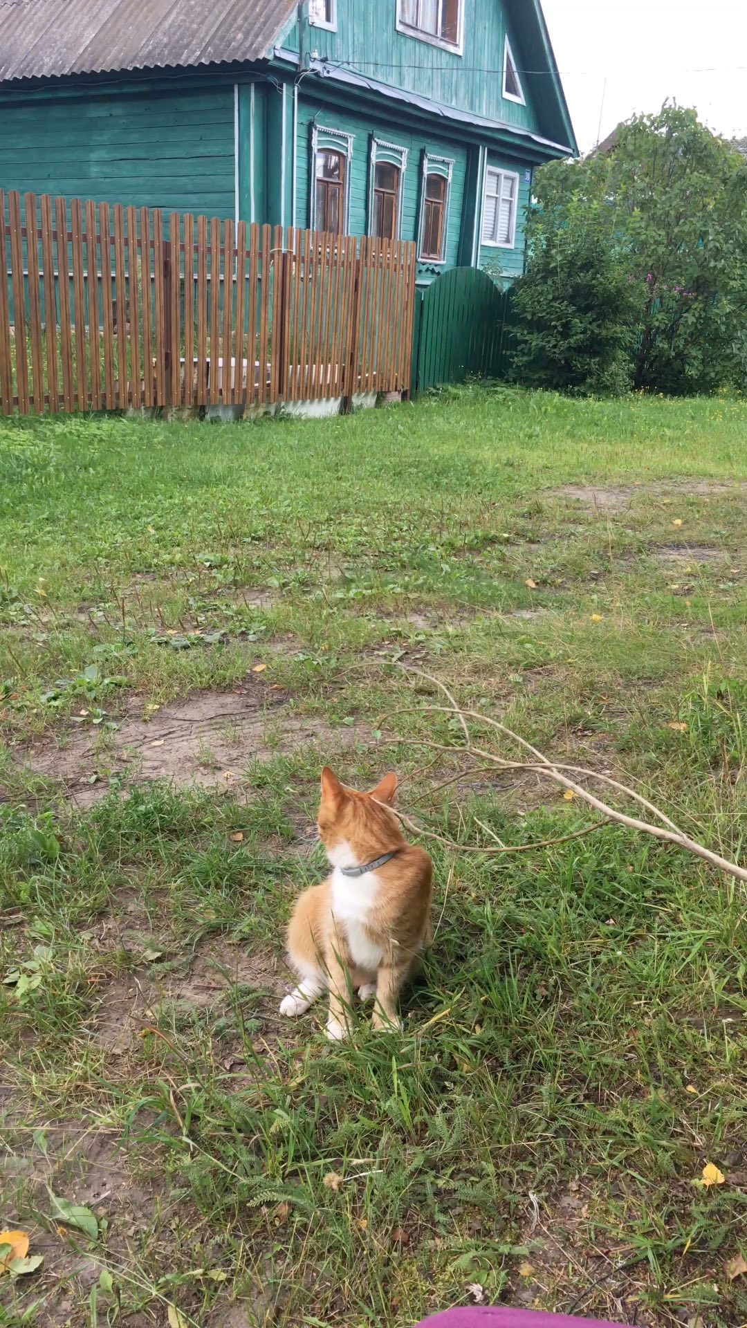 yakovaleksandrovich in LOOKY. #мыизкотограма,#котикитакиекотики,#котикинаркотики,#котикилучшелюдей,#котикиправятмиром,#яша,#рилс,#. 😸😸😸 

#котики #мы...