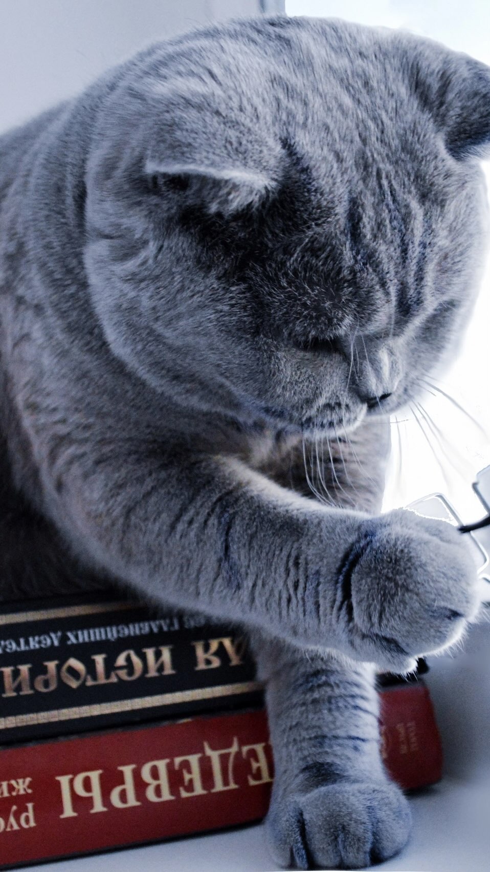 cat.bonifaciy_24 в LOOKY. . Дорогие мои хвостики...