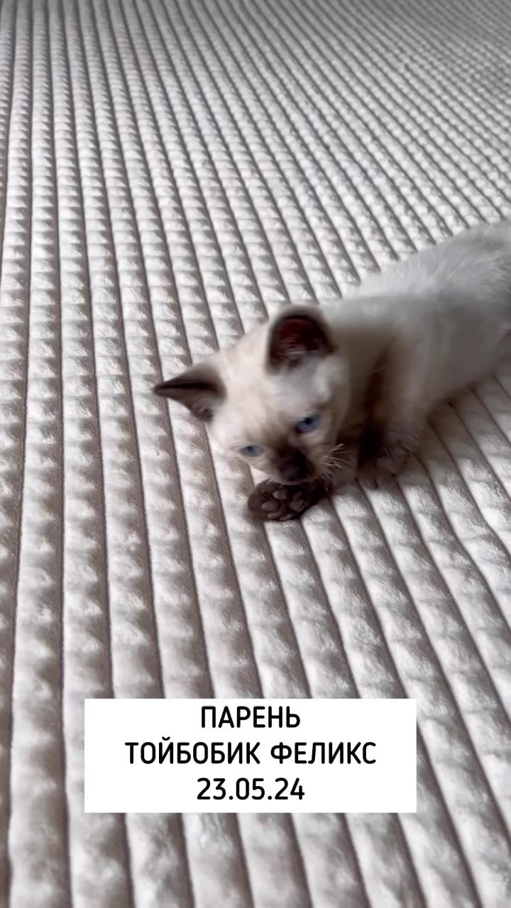 toybob_cat в LOOKY. #toybob,#toybobcats,#minicat,#smallcats,#тойбоб,#тойбобмагнитогорск,#маленькиекошки,#тойбобминикошки,#котятатойбобов. #toybob #toybobcats ...