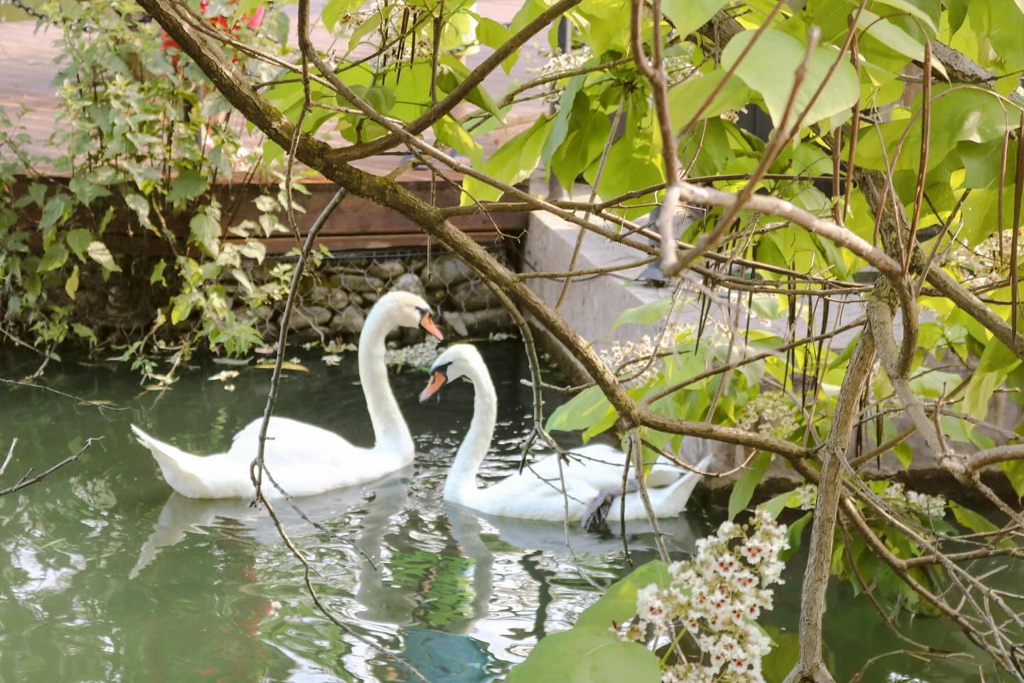 nattaliss в LOOKY. #russia,#travel,#traveler,#summer,#photo,#отдых,#sochi,#sochi_day,#nature,#природа,#swam,#blackswan,#whiteswan,#swans,#черныйлебедь,#лебеди,#vacation. 🦢 #russia #travel #...