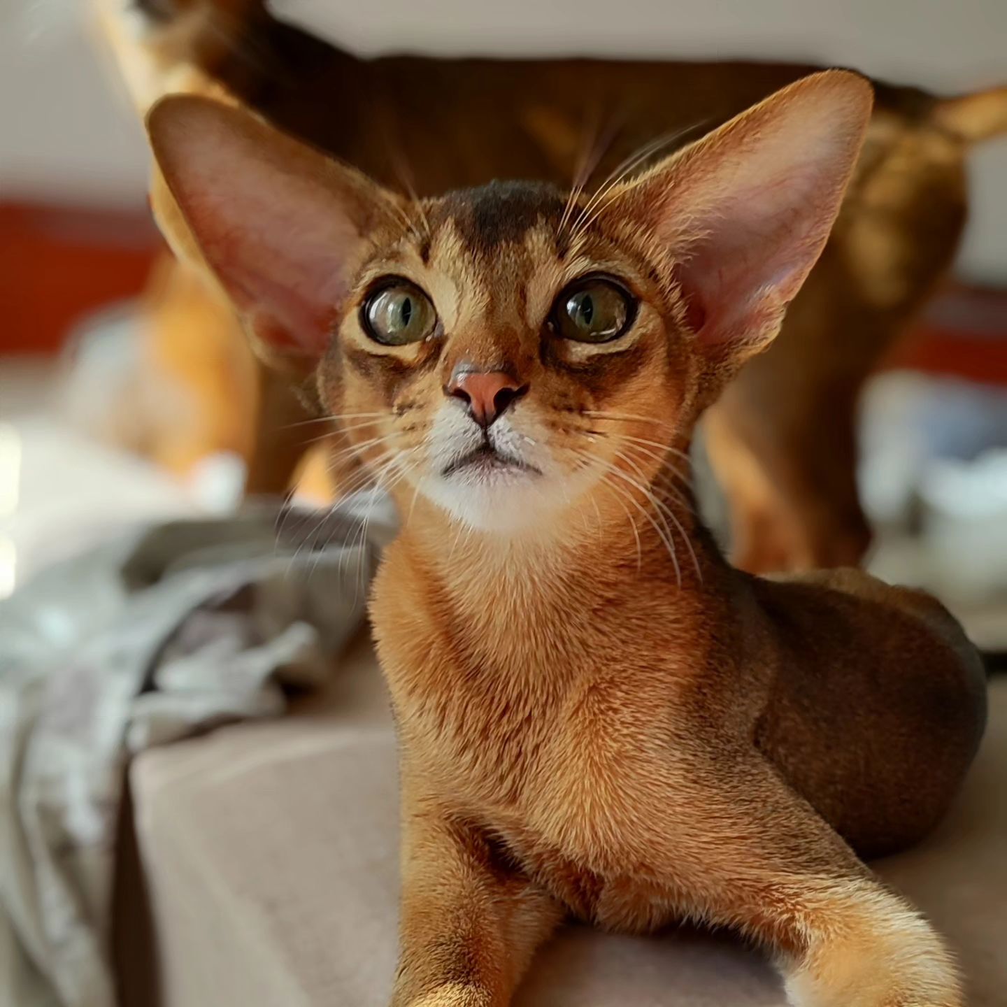 abyssinian_wildaby в LOOKY. #абиссинскийкотенок. #абиссинскийкотенок ...