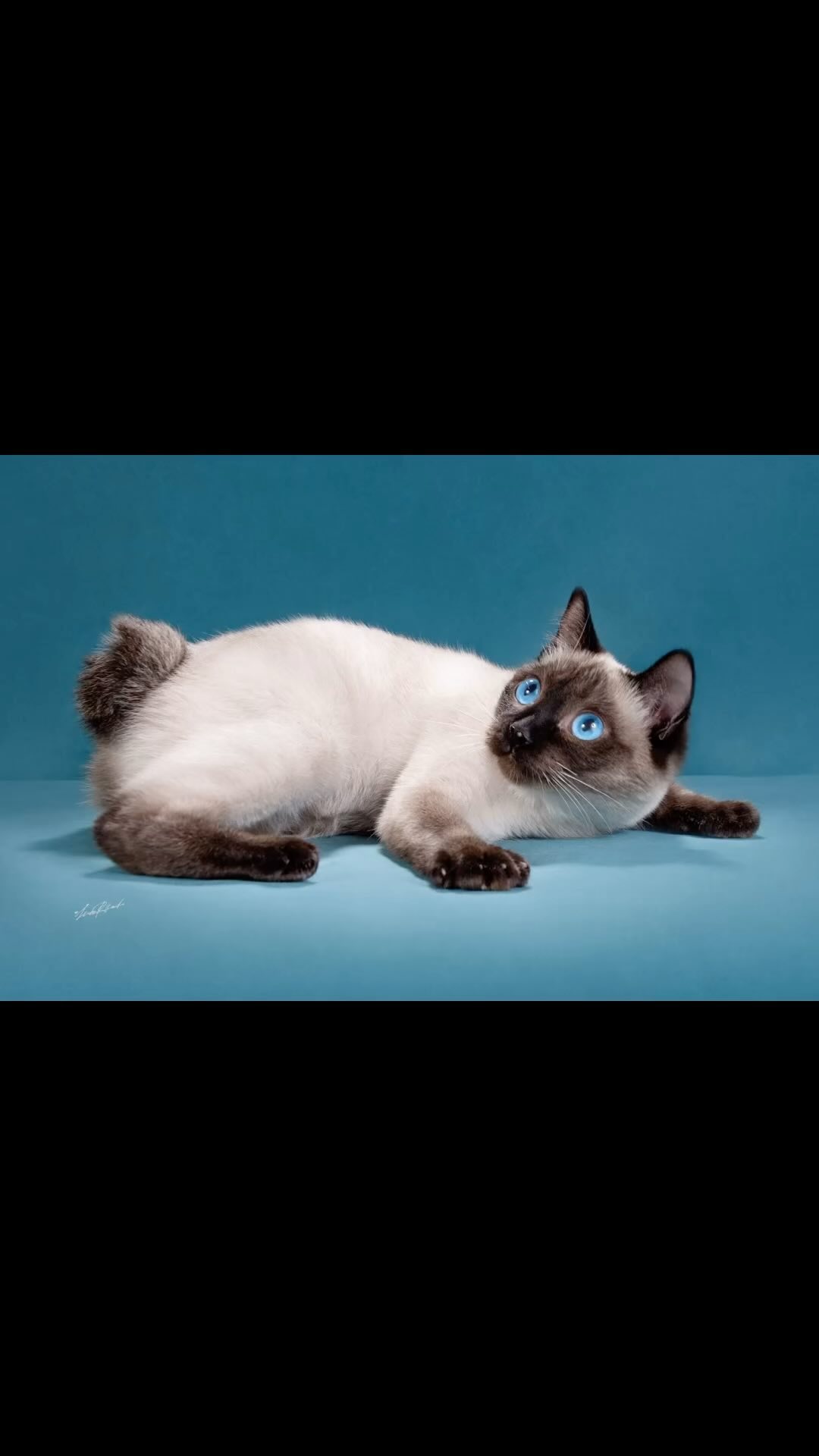 toybob_cat в LOOKY. #toybob,#toybobcats,#minicat,#smallcats,#тойбоб,#тойбобмагнитогорск,#маленькиекошки,#тойбобминикошки,#котятатойбобов. Тойбоб, Toybob
#toyb...