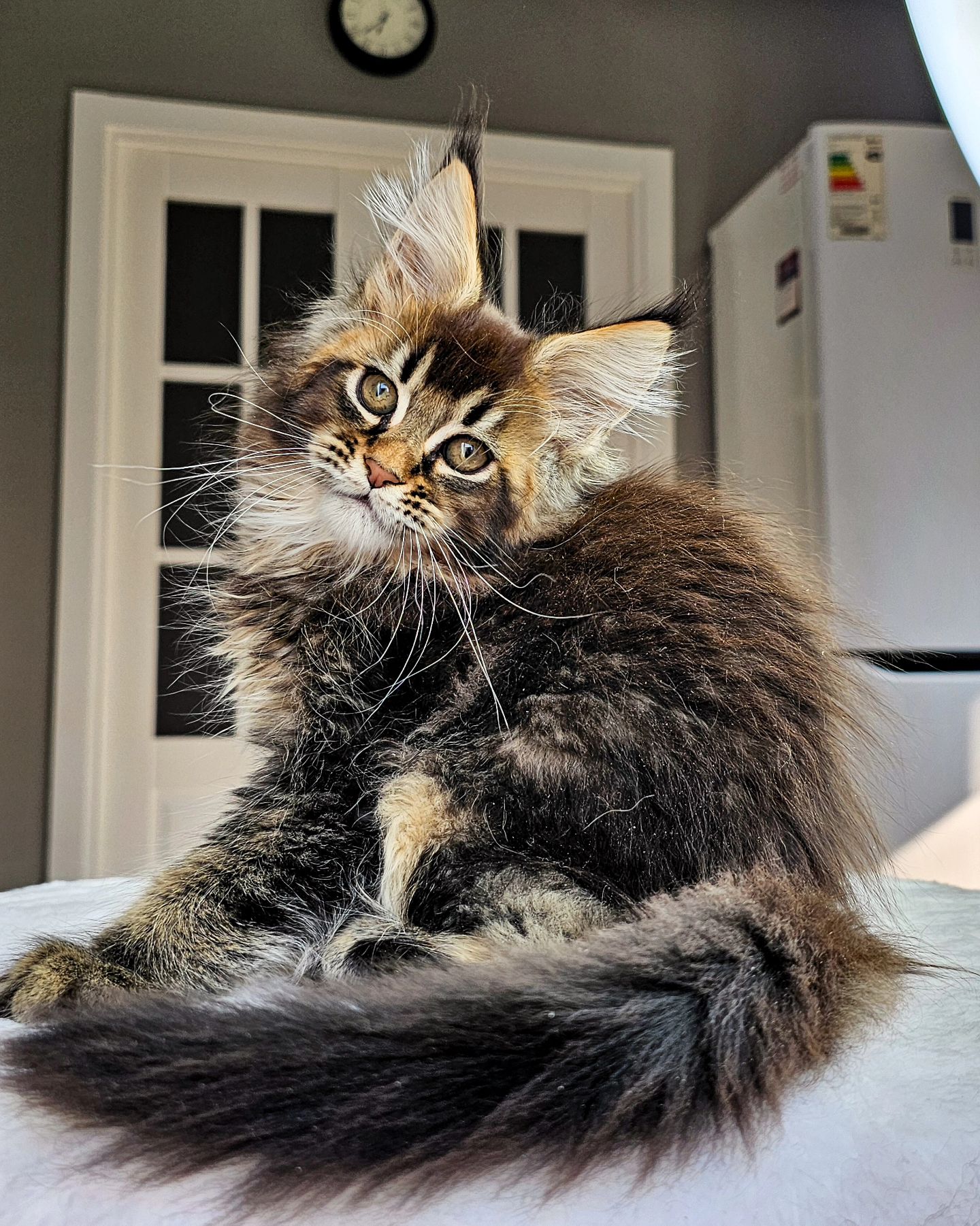 edhellond_cattery в LOOKY. #мейнкун,#mainecoon. Снова, я думаю что и...