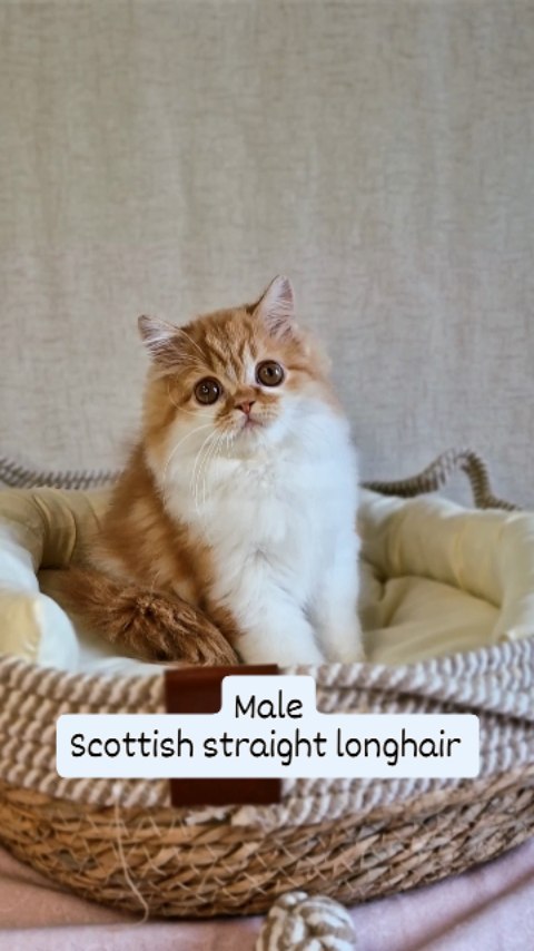 Вислоухие шотландские котята в LOOKY. #cat,#catstagram,#fold,#highlandfold,#cats_of_instagram,#kitten,#scottishfoldlonghair,#catsgram,#instacats,#catlover,#cotofinstagram,#instacats,#cotofinstagram,#petstagram,#kittensofinstagram,#animal,#,#scottishfoldcat,#kitty,#amazingcat,#kittycat,#kittens,#yourdailycat,#cutecat,#animals,#catsfollower,#scottishfoldkitten,#ねこ部,#猫,#. ♥️Boy, 2, 5 months
S...