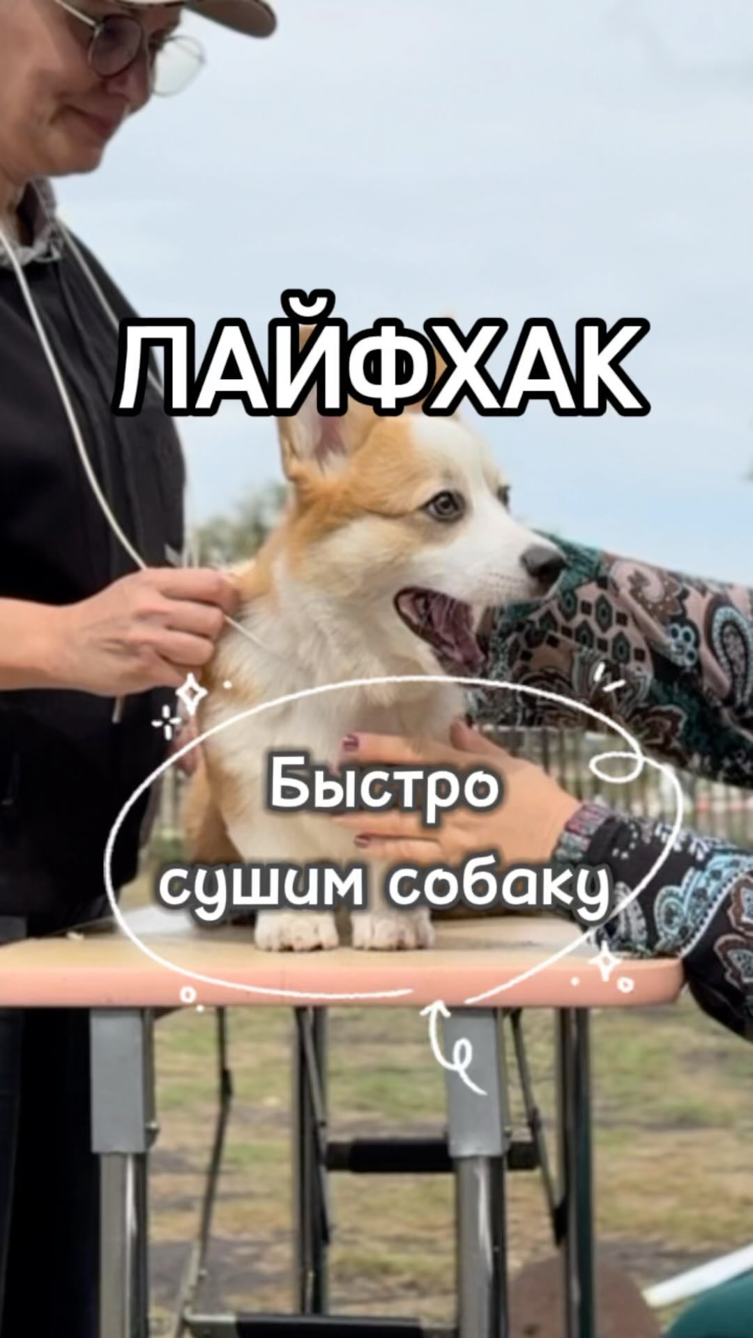 kinolog_zoopsikholog в LOOKY. #собака,#животные,#сушкасобак,#лайфхак,#советы,#грумер,#кинолог,#dog,#щенок. Высушить собаку посл...