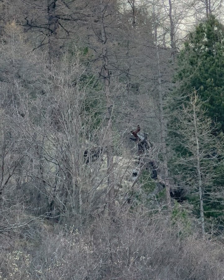 temabarin в LOOKY. #полезныесоветы#правилажизни#usefultips#advice#forest#медведь#медведи#bear#bears#wildanimals#wild#дикиеживотные#animals#вдикихусловиях#выживание#survival#советы#lifehacks#lifehack#аккем#аккемскоеозеро#аккемскаятропа#республикаалтай#белуха#beluha#hiking#поход#akkem#altay. Полезный пост по тем...