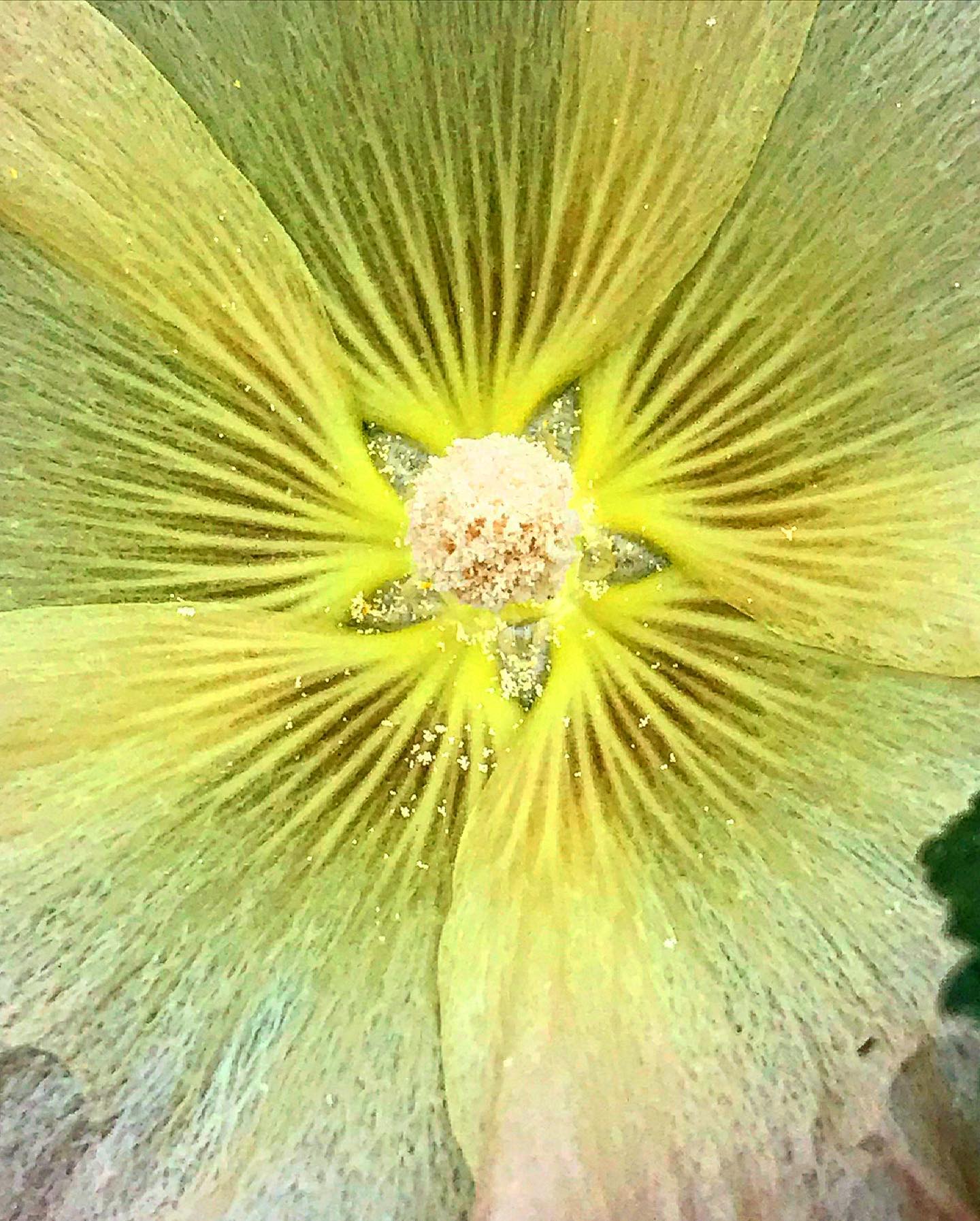 antsiferovbreed в LOOKY — фото 5