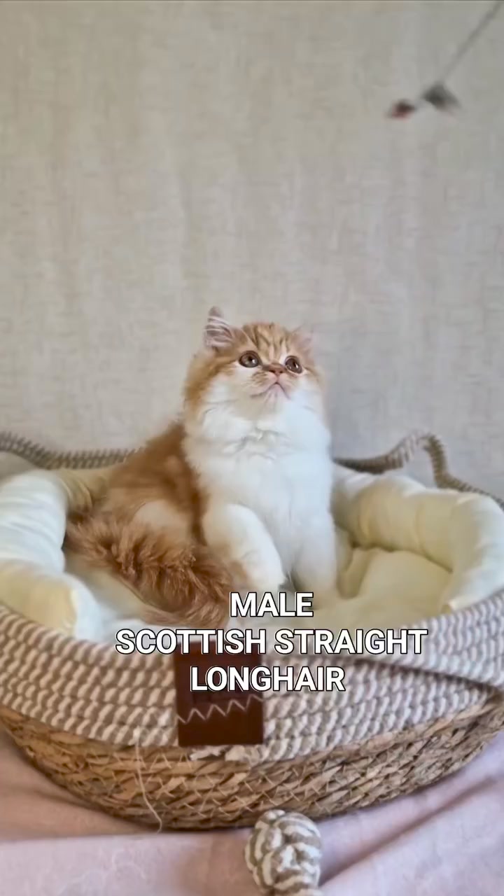 Вислоухие шотландские котята в LOOKY. . null