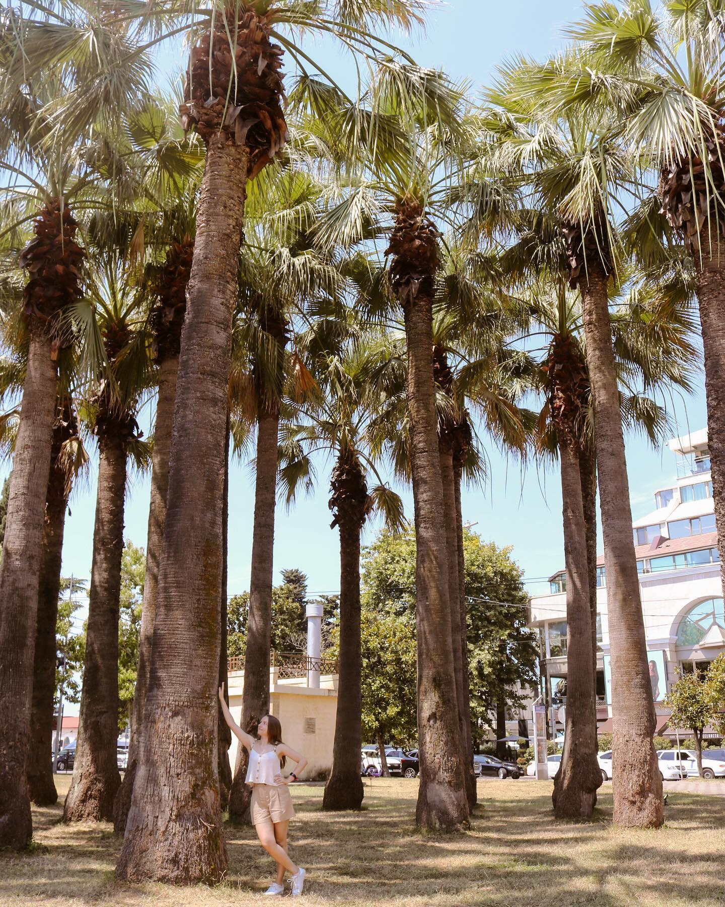 nattaliss в LOOKY. #Russia,#palmtrees,#palm,#tourist,#traveler,#summer,#happy,#photo,#ilovetravel,#trevelgram,#отдых,#vacation,#sochi,#sochi_day,#ilovepalmtrees,#girl,#сочи,#пальмы,#адлер. 🌴🌴🌴 #Russia #palm...