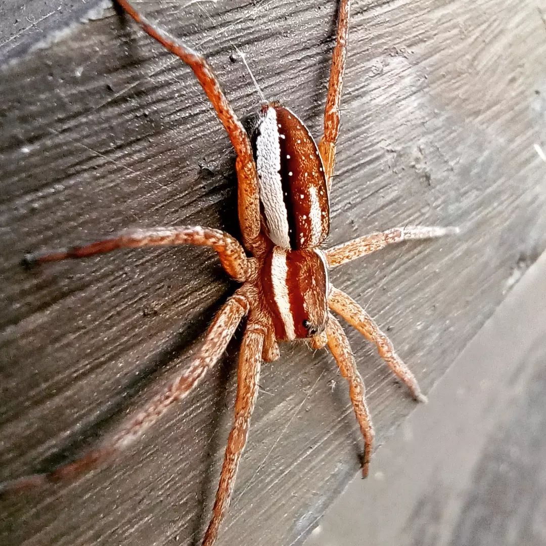 elochkamnenravitsya в LOOKY. #spider,#макрофото. #spider #макрофото