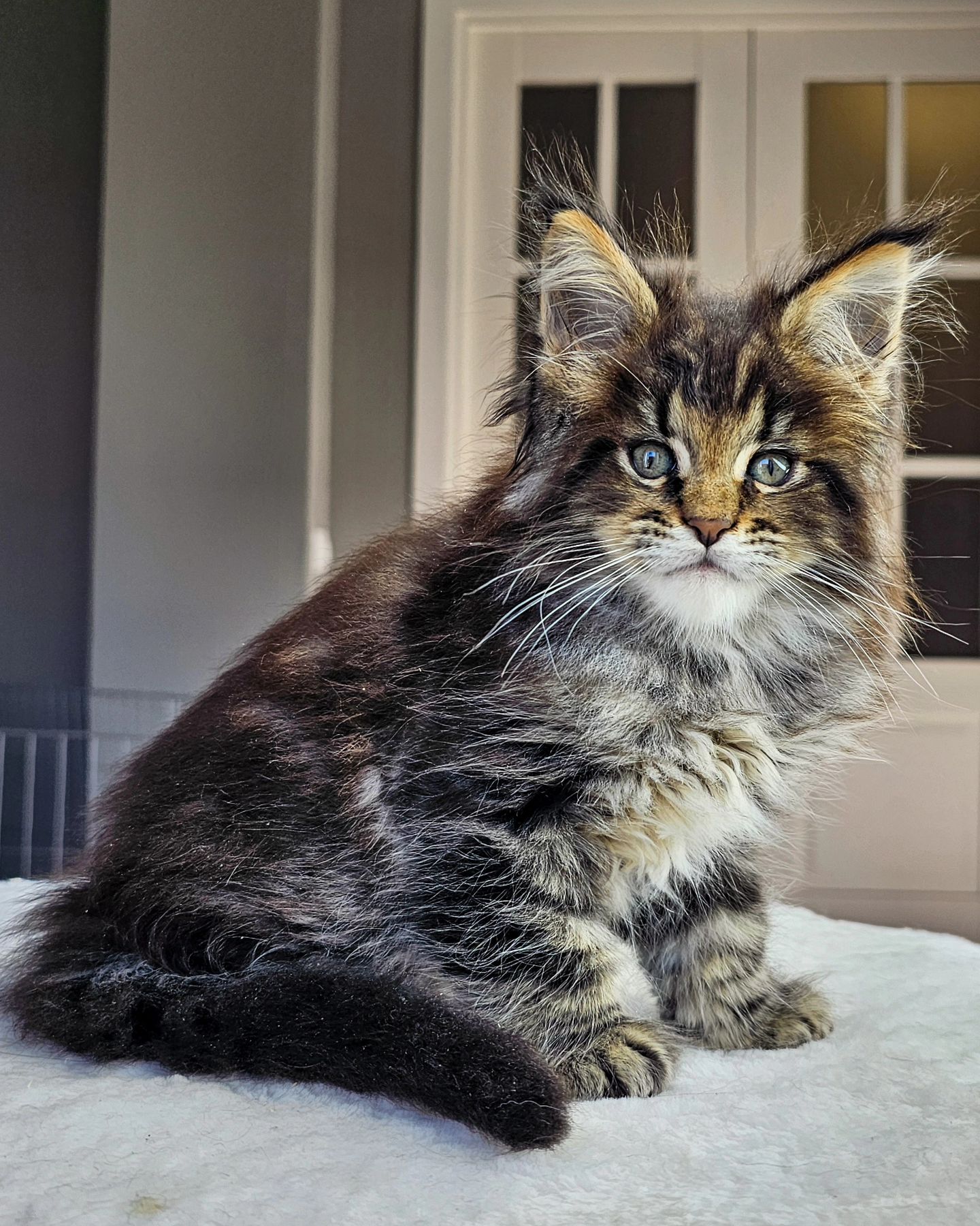 edhellond_cattery в LOOKY. #мейнкун. И снова, о моем твор...