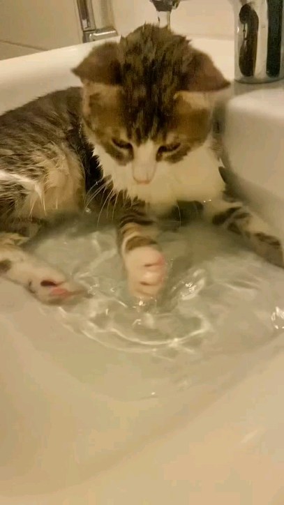 zodiak_v_panike в LOOKY. #cat,#cats,#котики. #cat #cats #котики