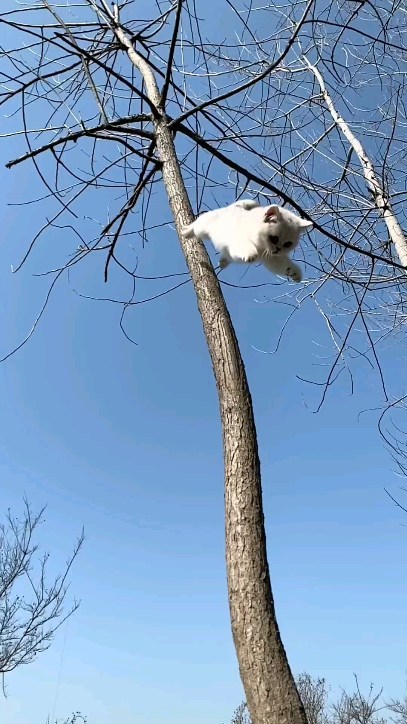 zodiak_v_panike в LOOKY. #cat,#cats,#котики,#кот. Дереволазики🤗 #cat ...