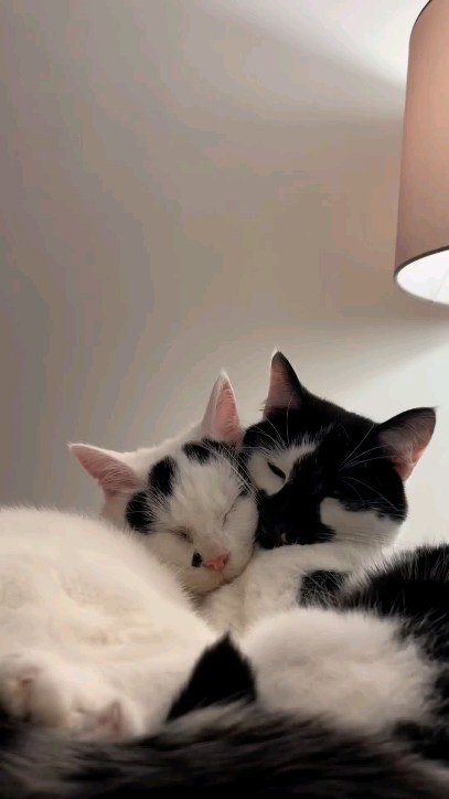 zodiak_v_panike в LOOKY. #cats,#котики,#кот,#любовь. Любовь 😻😻😻#cat #c...