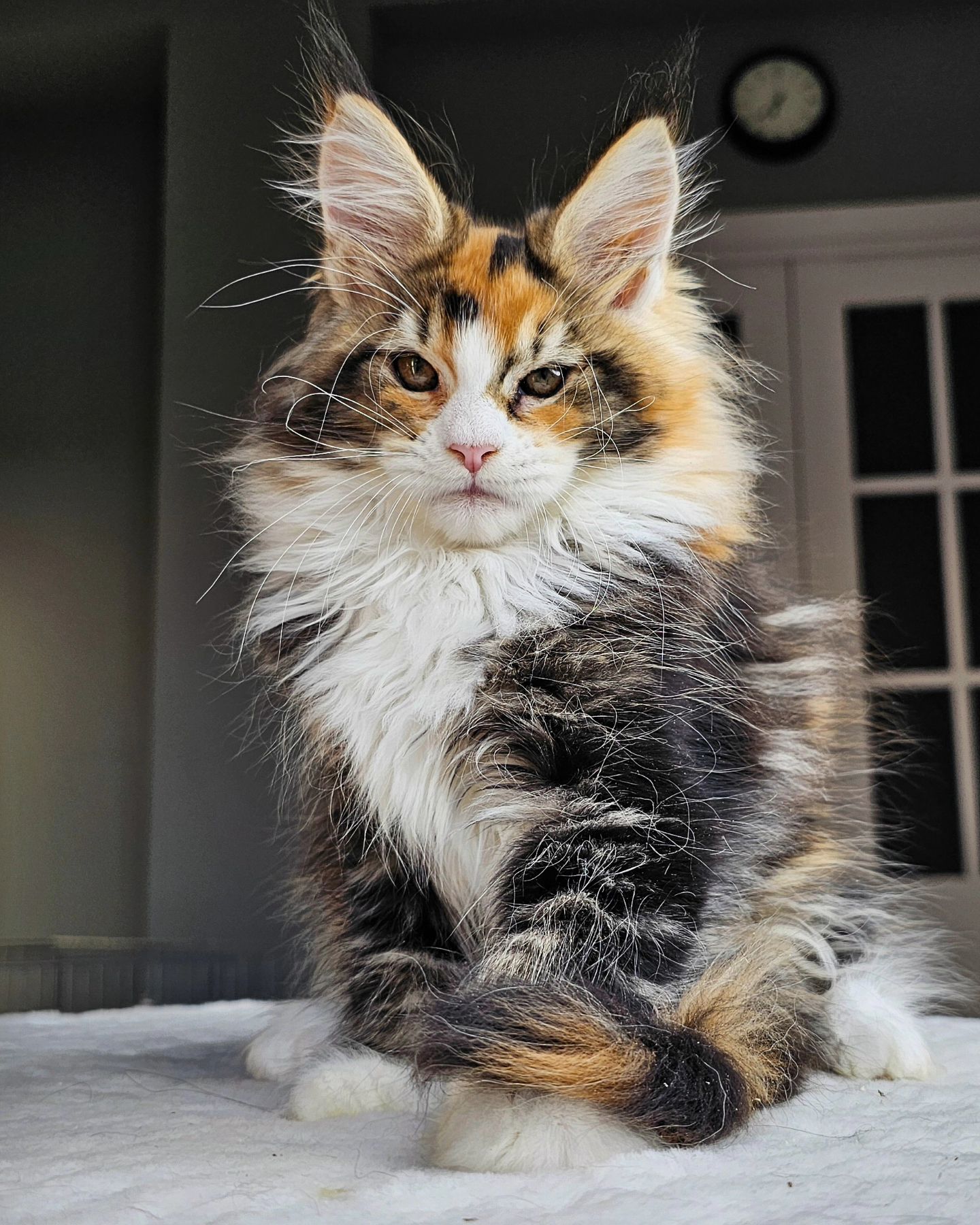 edhellond_cattery в LOOKY. #мейнкун. Эта девочка - резуль...