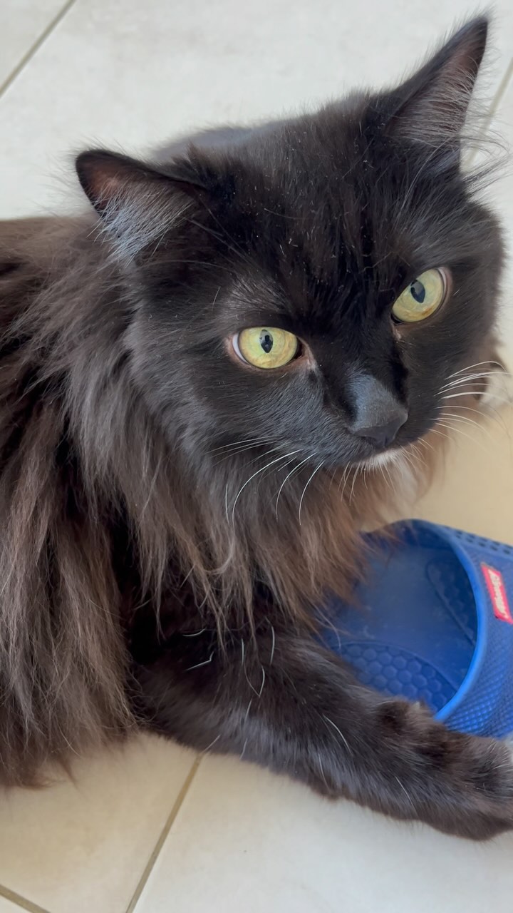 mauritius.cat в LOOKY. #котикиспасутмир,#котобанда,#котинаспорте,#инстакот,#инстакотики😸,#котострана,#котанутые,#черныйкот,#blackcat,#고양이,#貓,#ネコ. Кража и жестокое изб...