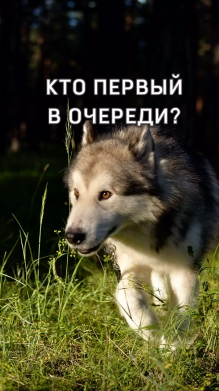 kinolog_zoopsikholog в LOOKY. #собака,#домашниеживотные,#reelsvideo. Очередь в собачий об...