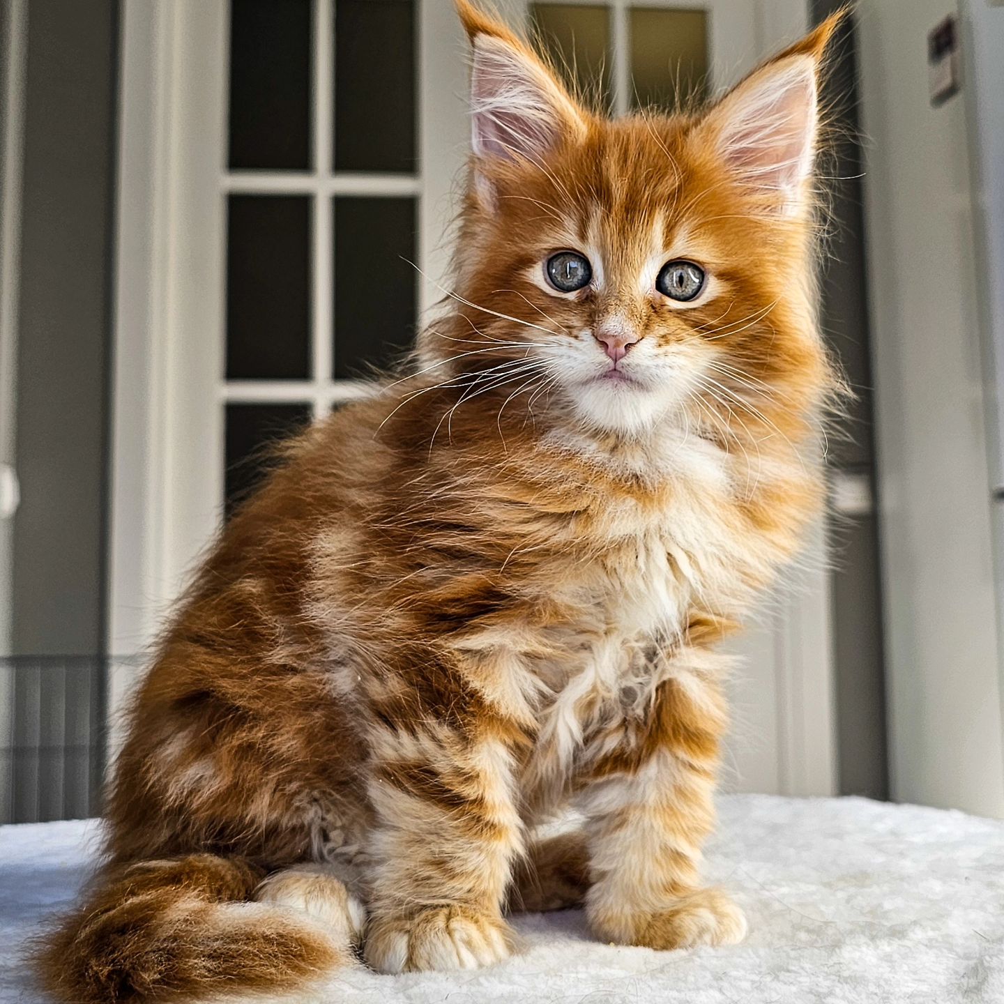 edhellond_cattery в LOOKY. #мейнкун,#mainecoon. У нас давно не было ...