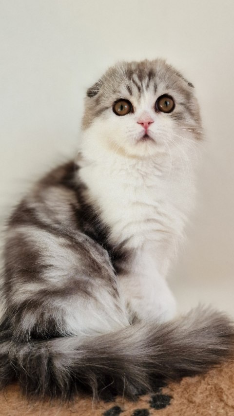 Вислоухие шотландские котята в LOOKY. #cat,#catstagram,#fold,#highlandfold,#cats_of_instagram,#kitten,#scottishfoldlonghair,#catsgram,#instacats,#catlover,#cotofinstagram,#instacats,#cotofinstagram,#petstagram,#kittensofinstagram,#animal,#,#scottishfoldcat,#kitty,#amazingcat,#kittycat,#kittens,#yourdailycat,#cutecat,#animals,#catsfollower,#scottishfoldkitten,#ねこ部,#猫,#. ♥️Boy, 2 months
Scot...