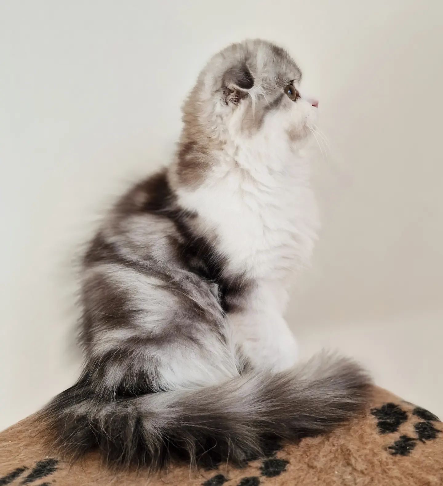 Вислоухие шотландские котята в LOOKY — фото 3