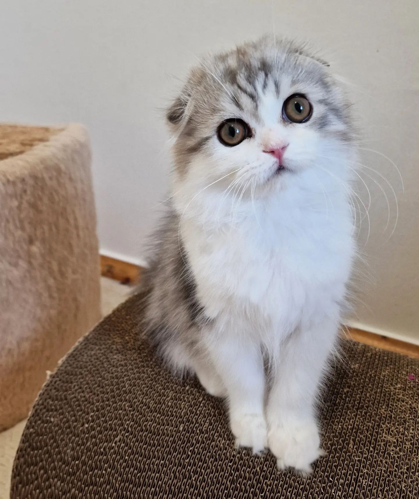 Вислоухие шотландские котята в LOOKY — фото 8