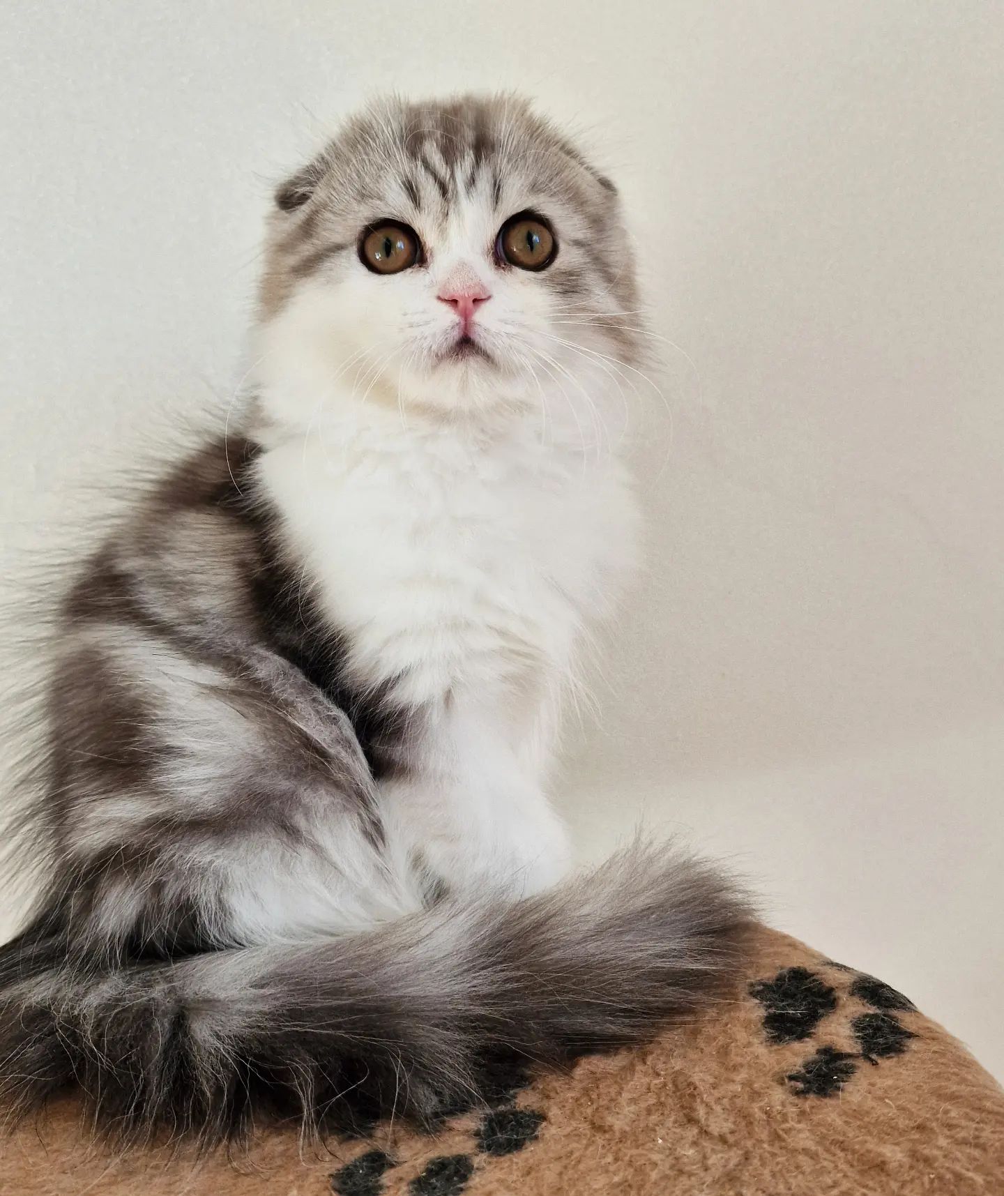 Вислоухие шотландские котята в LOOKY — фото 2
