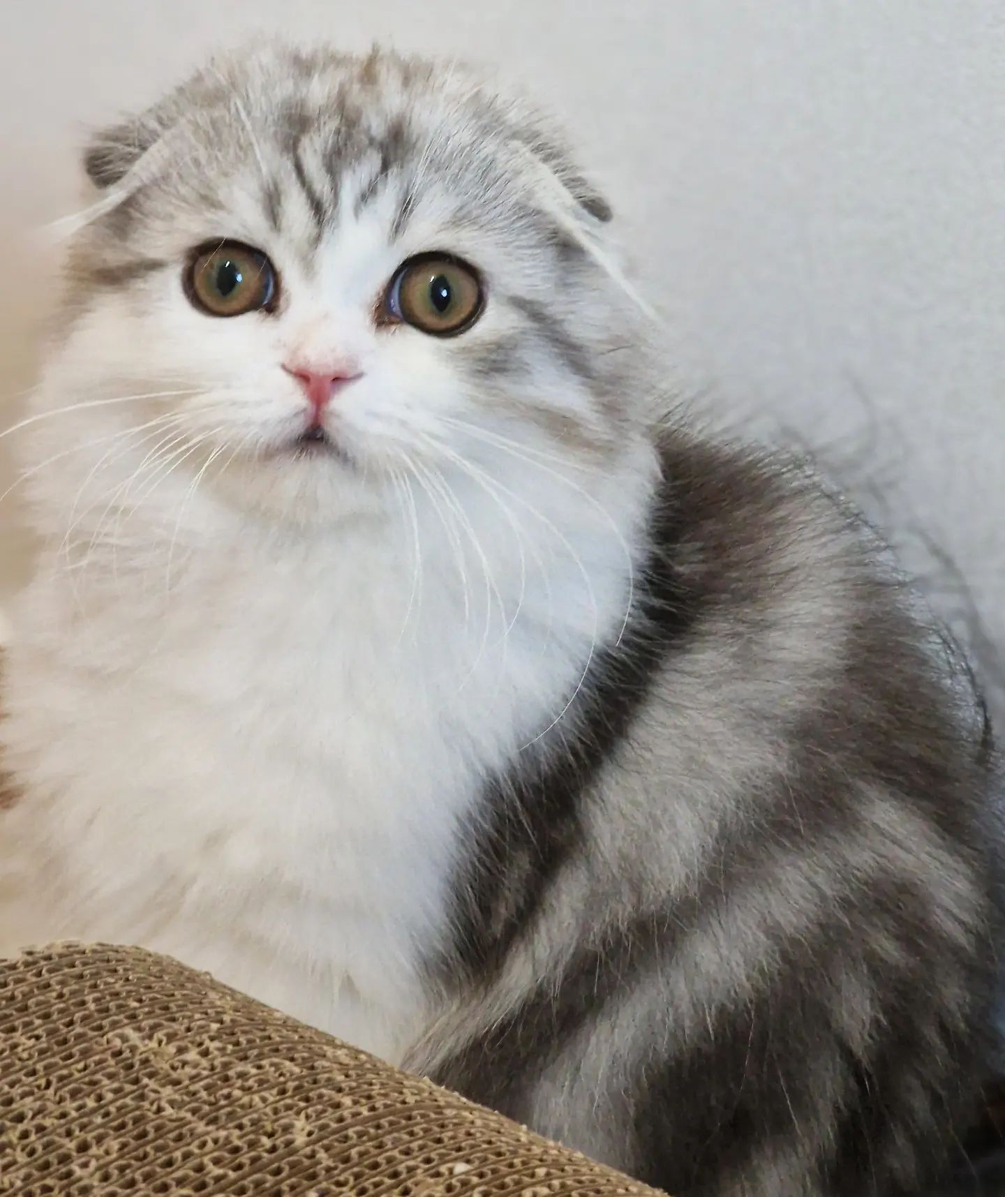 Вислоухие шотландские котята в LOOKY — фото 6