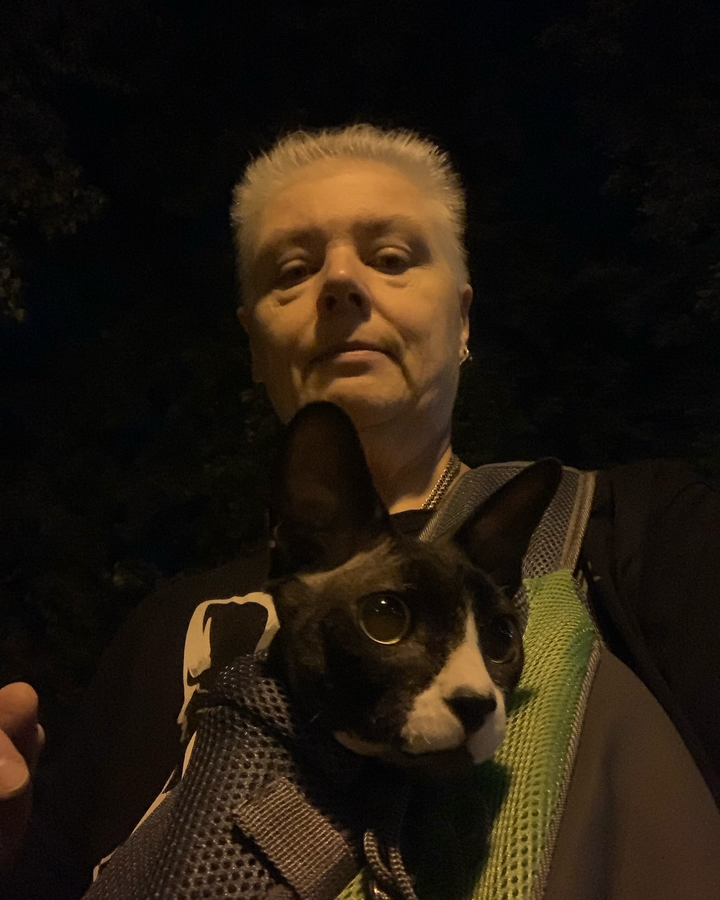 lumi_st_69 в LOOKY. #лето,#воронеж,#кольцовскийсквер,#котобормот,#братьянашименьшие,#canadiansphynx,#котсфинкс,#гоблиноди. Пока стоит тёплая по...