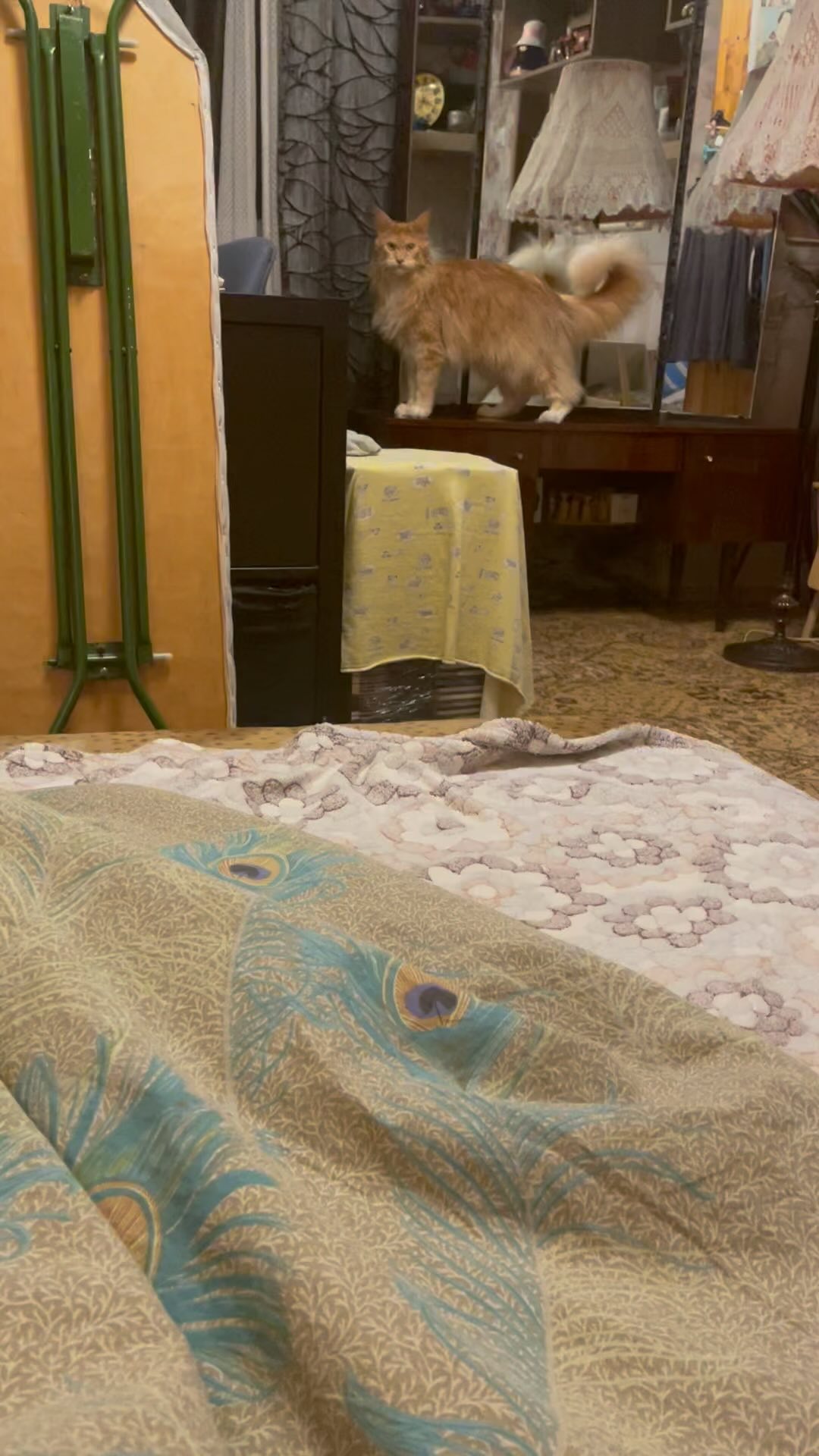 guess.mainecoon в LOOKY. . Помощник пушистый и ...