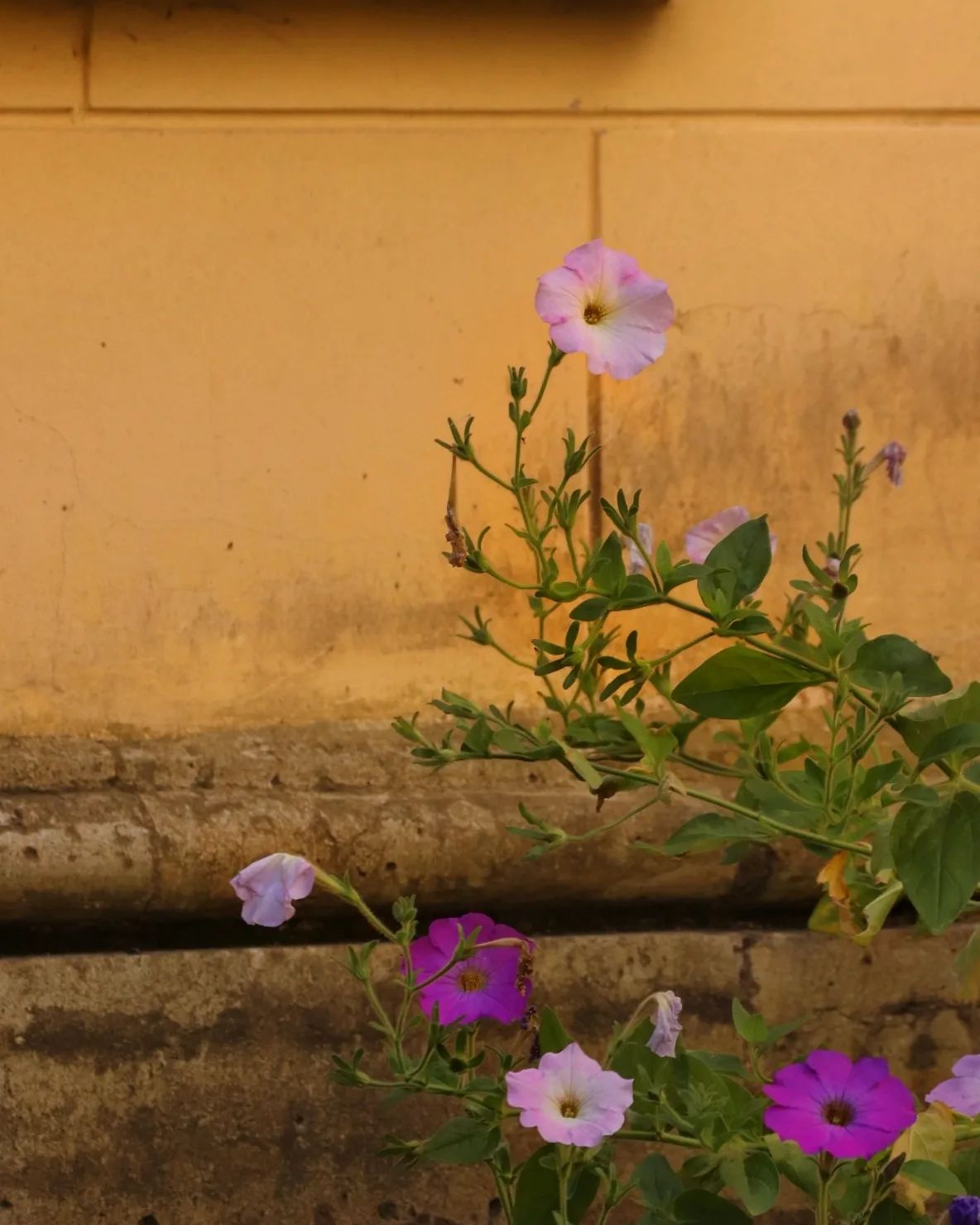 nata_golub_mira в LOOKY. #nature_perfection,#nature_of_our_world,#tv_allnature,#tv_flowers,#ethereal_moods,#ethereal_softness,#dearestviewfinder,#earthytones,#alliseeispretty,#moody_nature,#inspiredbynature_,#alittlebeautyeveryday,#smallthings,#tv_living,#ofwhimsicalmoments,#moodygram,#myeverydaymagic,#visualstoryteller,#seasonspoetry,#nothingisordinary_,#ethereal_features,#flowerslovers,#magical_beauties,#allkindsofnature,#allkindofflowers,#myquietbeauty,#nature_wizards,#dof_brilliance,#dof_addicts,#dof_nature. #nature_perfection #...