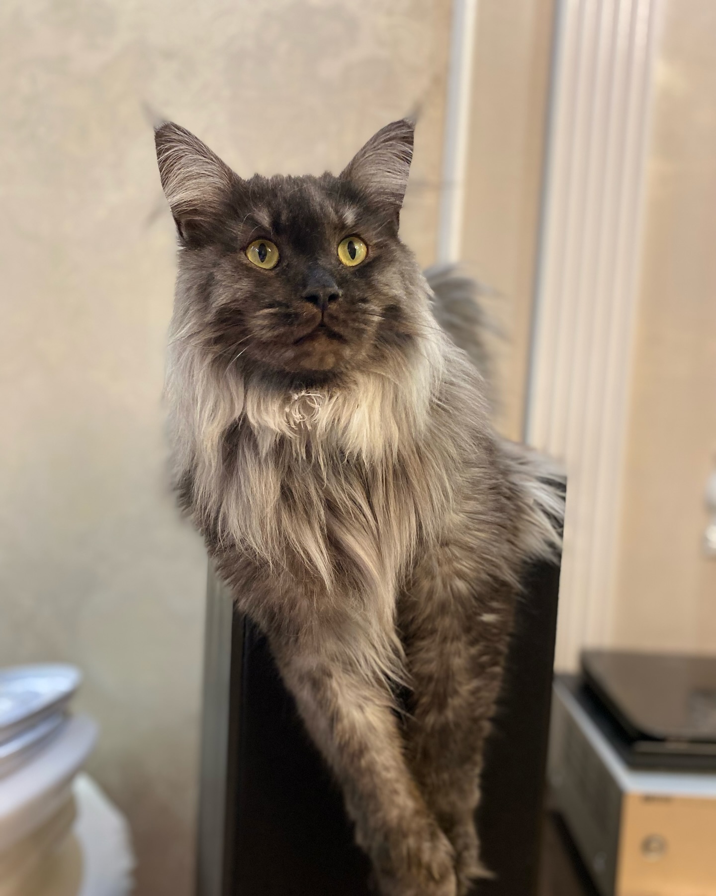 cat_bastion_coon в LOOKY. . Приветики наши любим...