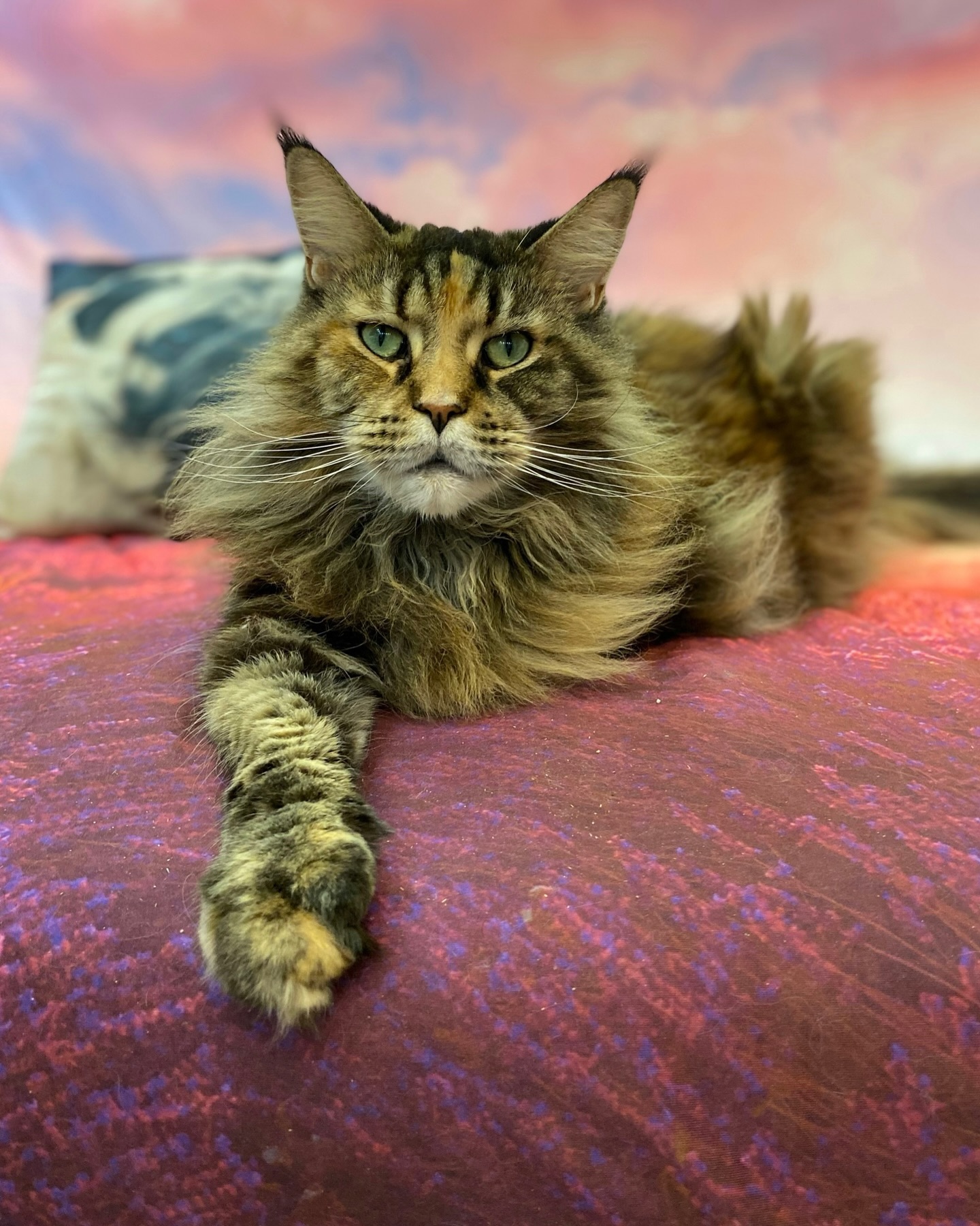 cat_bastion_coon в LOOKY. . На фото - Люсенька �...