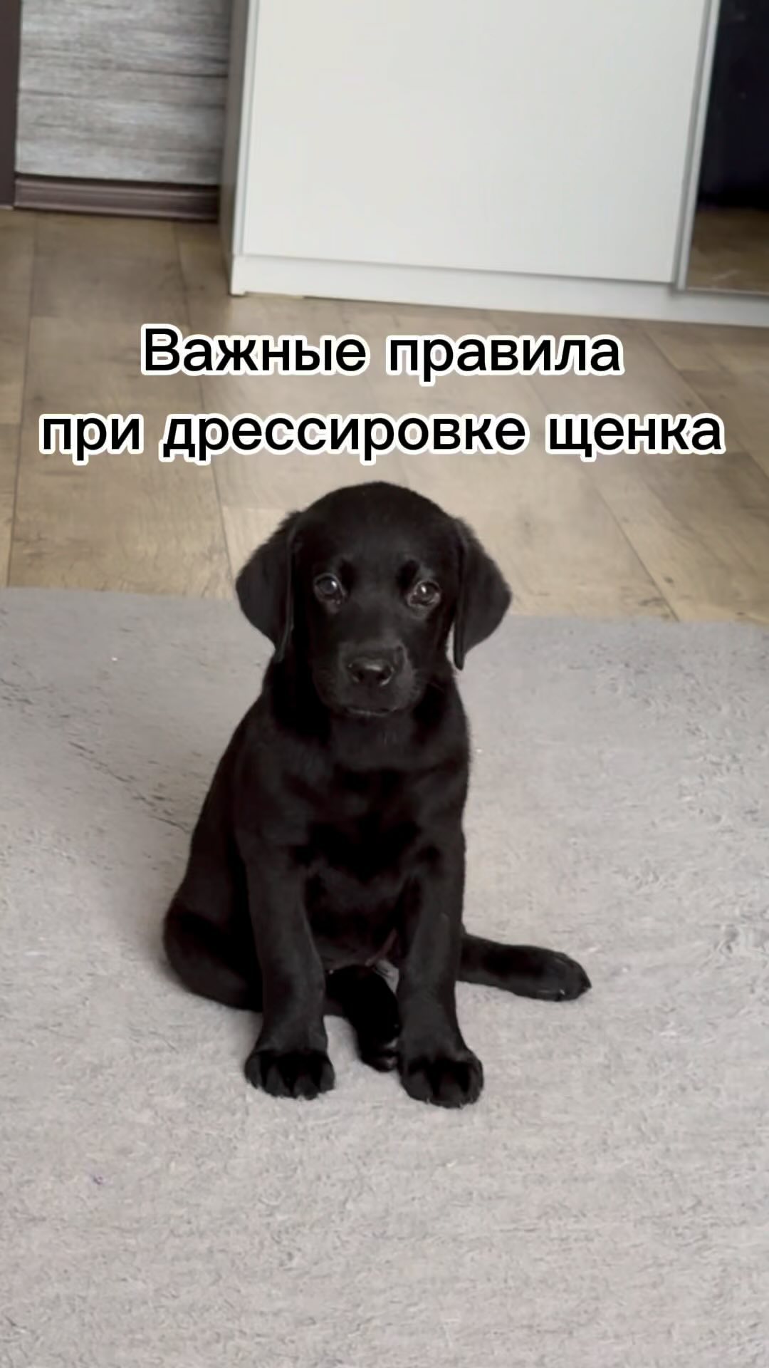 kinolog_zoopsikholog в LOOKY. . При дрессировке щенк...