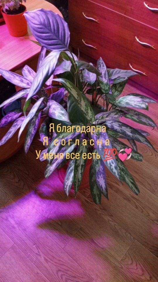 val_y8 в LOOKY. . null