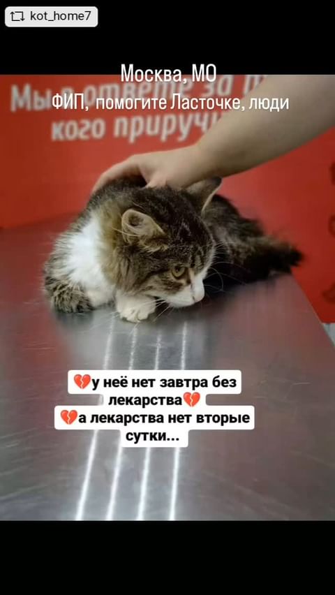 Evelina в LOOKY. #repostandroid,#repostw10. 🔴🆘️МОСКВА, МО, ФИП...