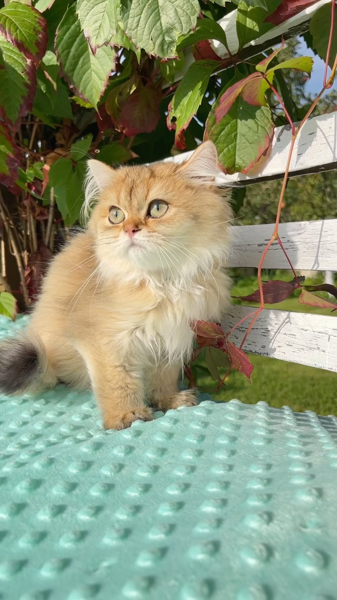 ekaterinaka777 в LOOKY. #highlandfold,#scottishfold,#cats,#cat,#catsofinstagram,#meow,#catstagram,#britishshorthair,#catlover,#instagram,#instacat,#catlovers,#catlife,#catoftheday,#мяу,#котята,#scottishfoldlovers,#scottishstraight,#scottish,#scottishfoldcat,#kitty,#love,#kedi,#scottishfoldkittens. Yota, Bri, ny 11
Bor...