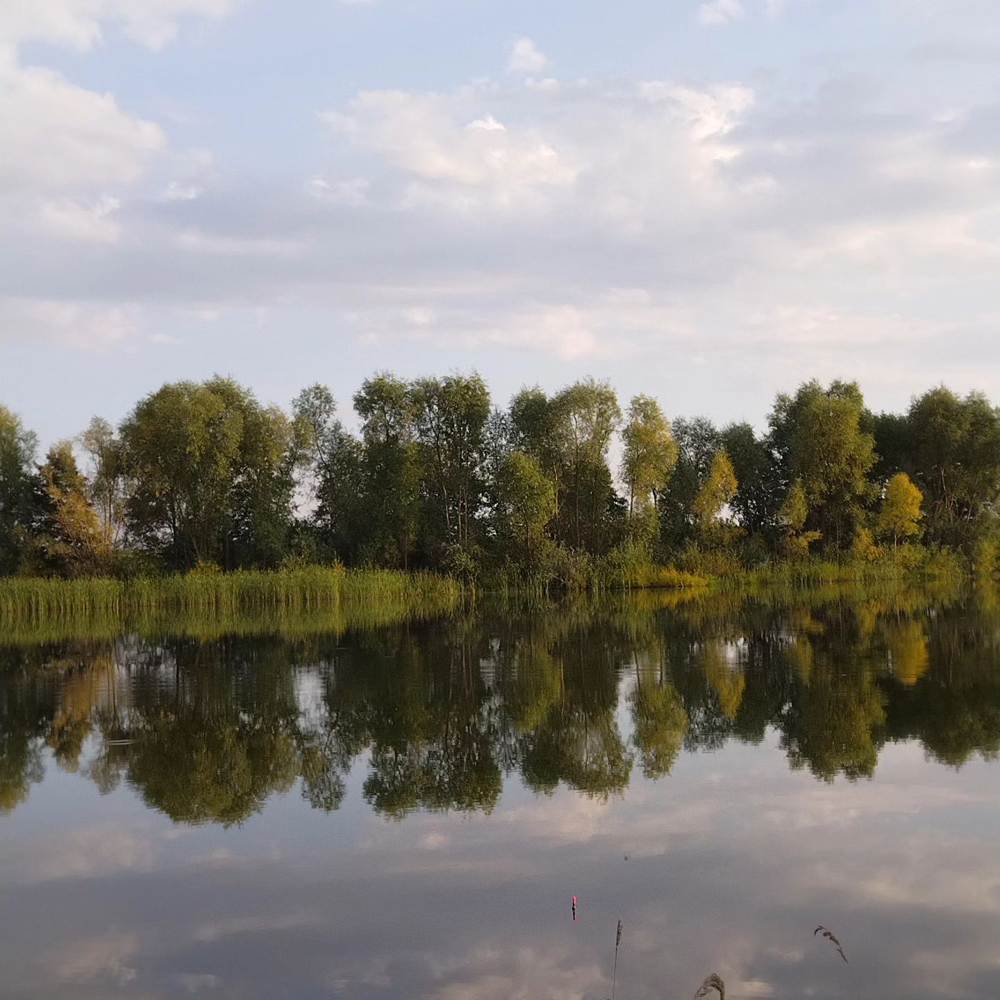 savosina_marina_nik в LOOKY. . null
