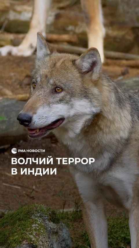 РИА Новости в LOOKY. . В Индии устроили нас...