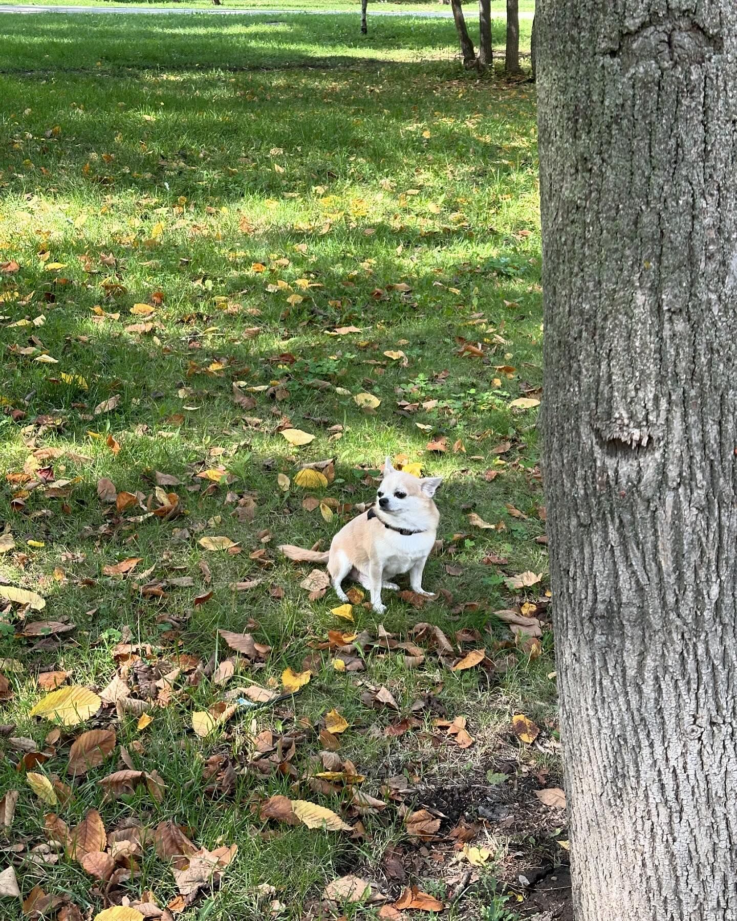 pugachevatatiya в LOOKY. #dogsofinstagram,#dogoftheday,#doglover,#dog,#doglife,#doglove,#doglovers,#chihuahua,#autumn. September 🍁 #dogsof...