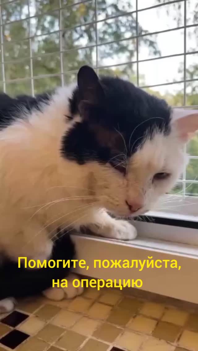 kiss.tochka.ru в LOOKY. #миниприют_мытищи. Друзья! У нас тяжела...