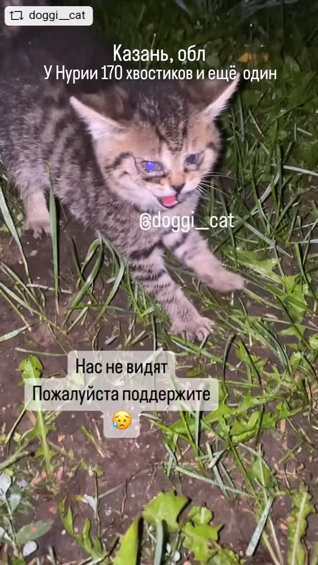 Evelina в LOOKY. #repostandroid,#repostw10. 🔴🆘️КАЗАНЬ, ОБЛ, У ...