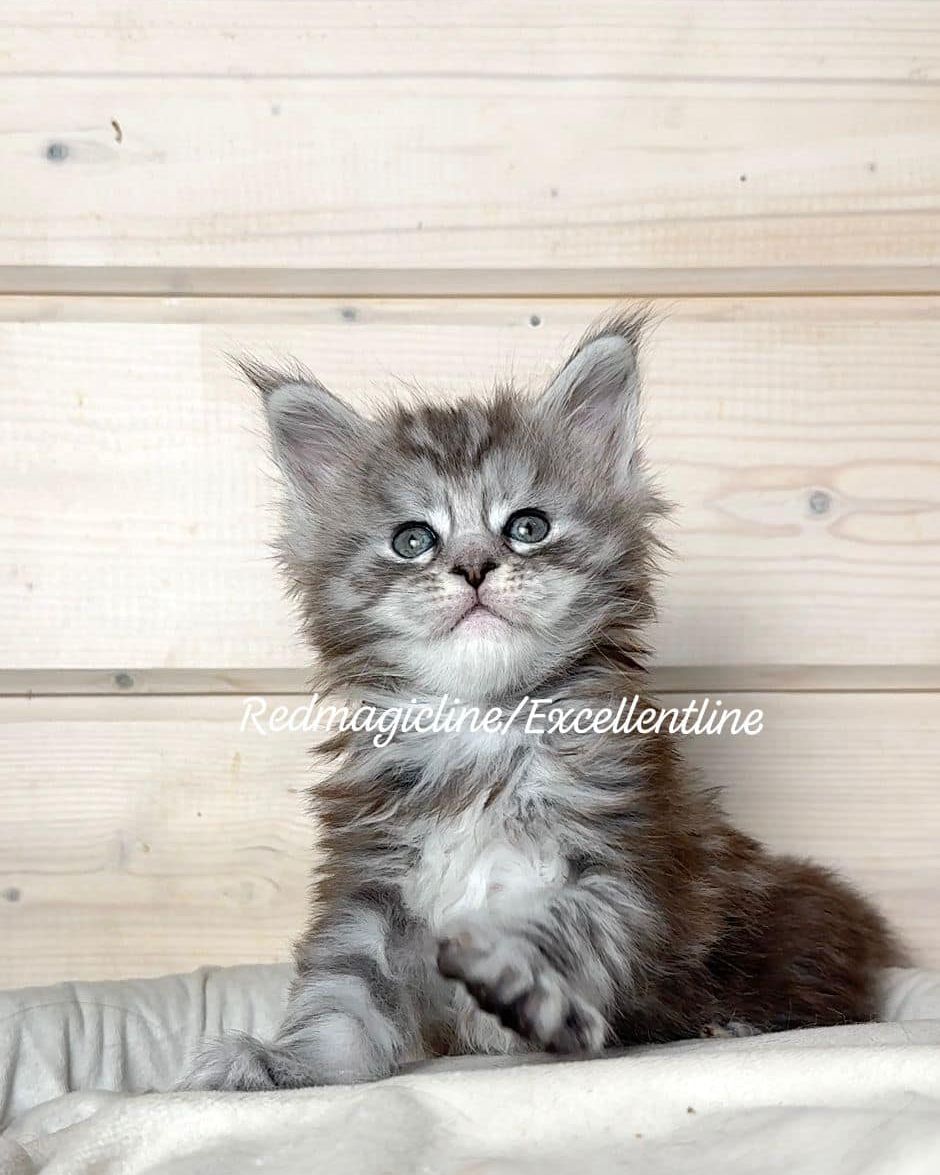 excellentlinemainecoons в LOOKY — фото 2