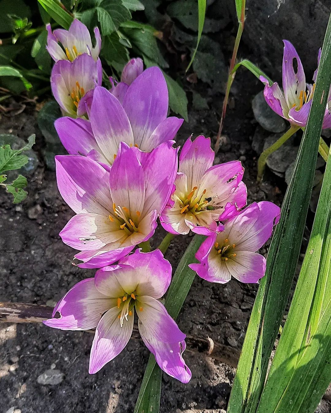 margarita.nefilim in LOOKY. #nature,#natureofrussia,#flower,#colchicum,#autumncrocus,#flowerlover,#crocus,#theworldofmyeyes_Ri,#carpediem,#осень,#природа,#природароссии,#цветы,#крокусы,#безвременник,#мирмоимиглазами_Ри,#ловимомент,#秋,#花. Из разряда прекрасно...